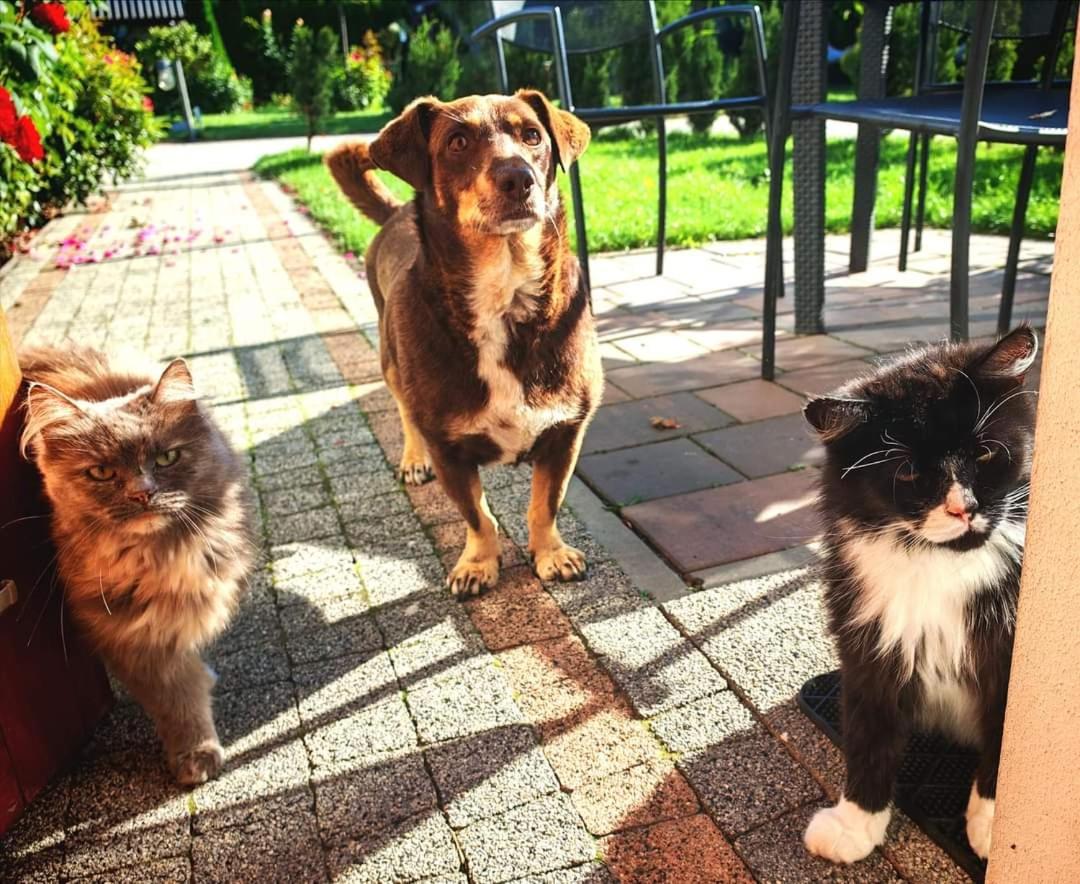 Ostoja Czersk Gora Kalwaria Zamek Krolowej Bony Domki Caloroczne Exterior foto